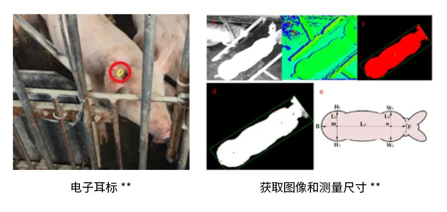 農(nóng)場(chǎng)動(dòng)物飼養(yǎng)4.jpg