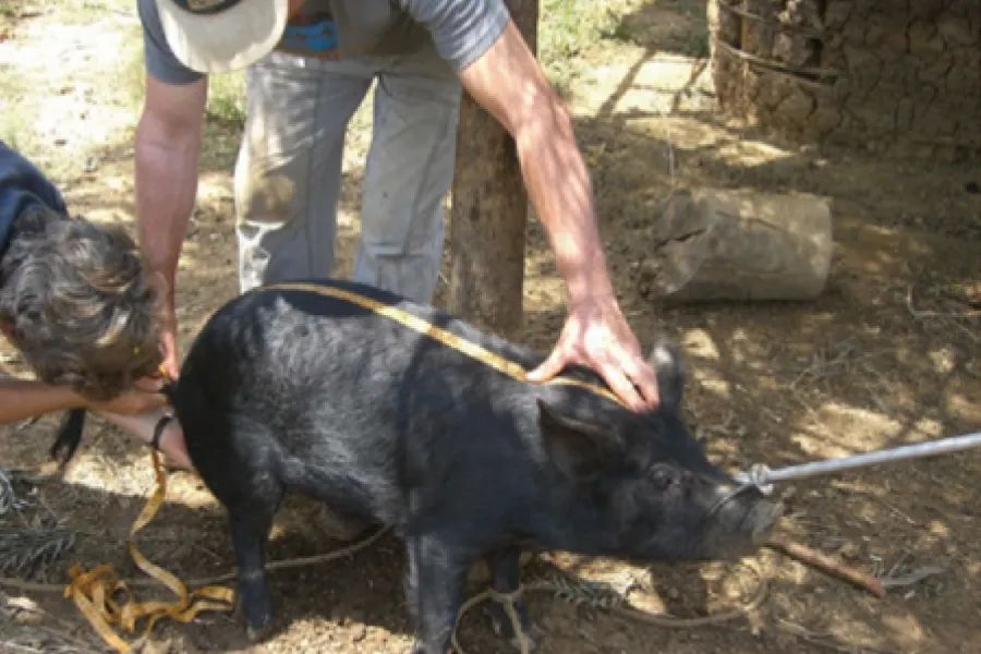 農(nóng)場(chǎng)動(dòng)物飼養(yǎng)2.jpg